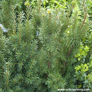 taxus_x_media_hicksii (2).jpg