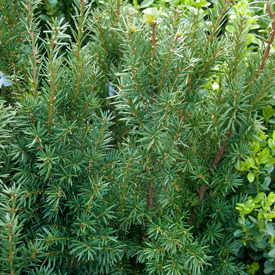 Taxus x media 'Hicksii' 