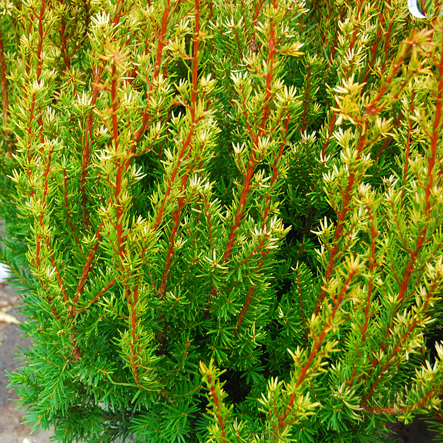 Taxus x media 'Hubers Tawny Gold'