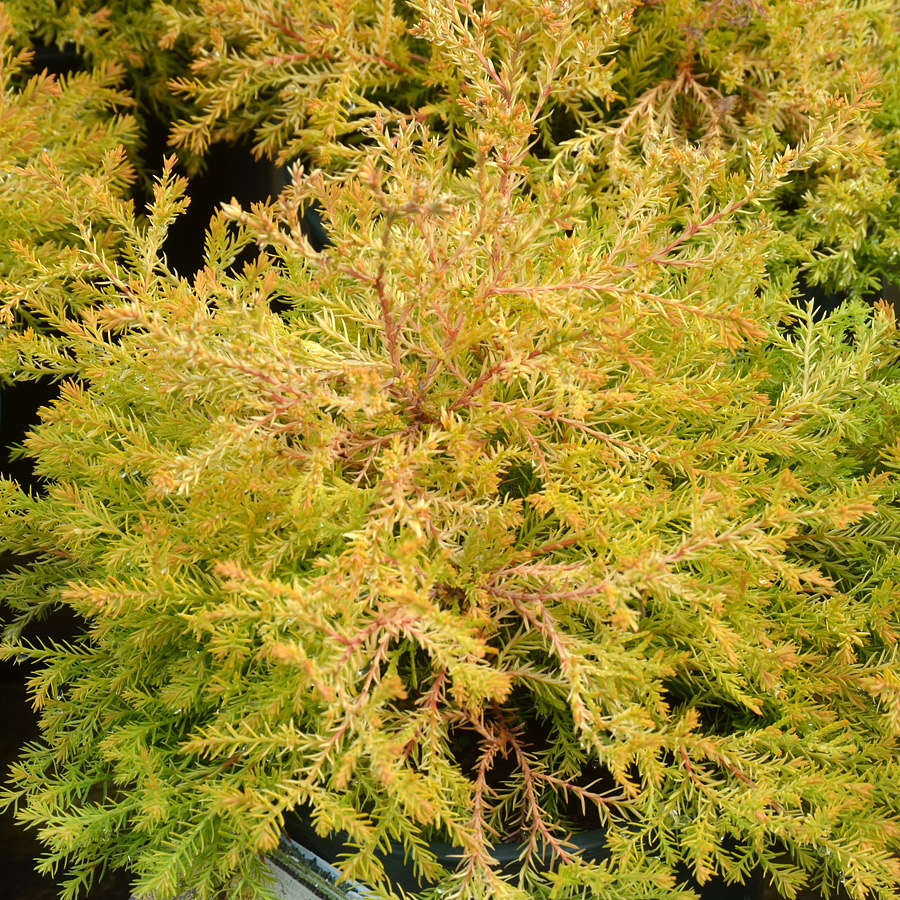 Thuja occidentalis 'Rheingold'