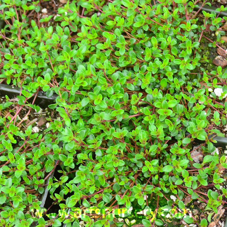 Thymus praecox ‘Coccineus’