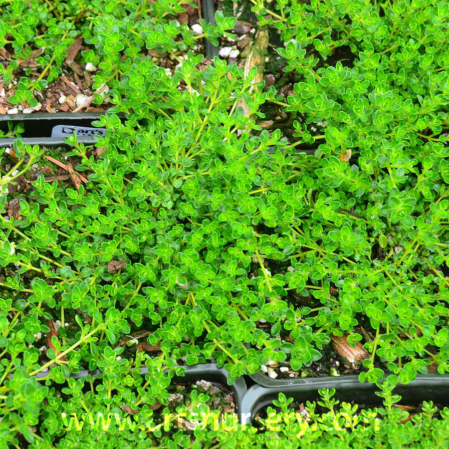 Thymus praecox ‘Albiflorus’