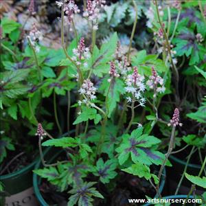 Tiarella x 'Sugar and Spice'