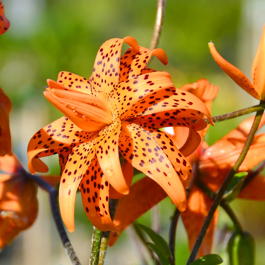 Lilium lancifolium