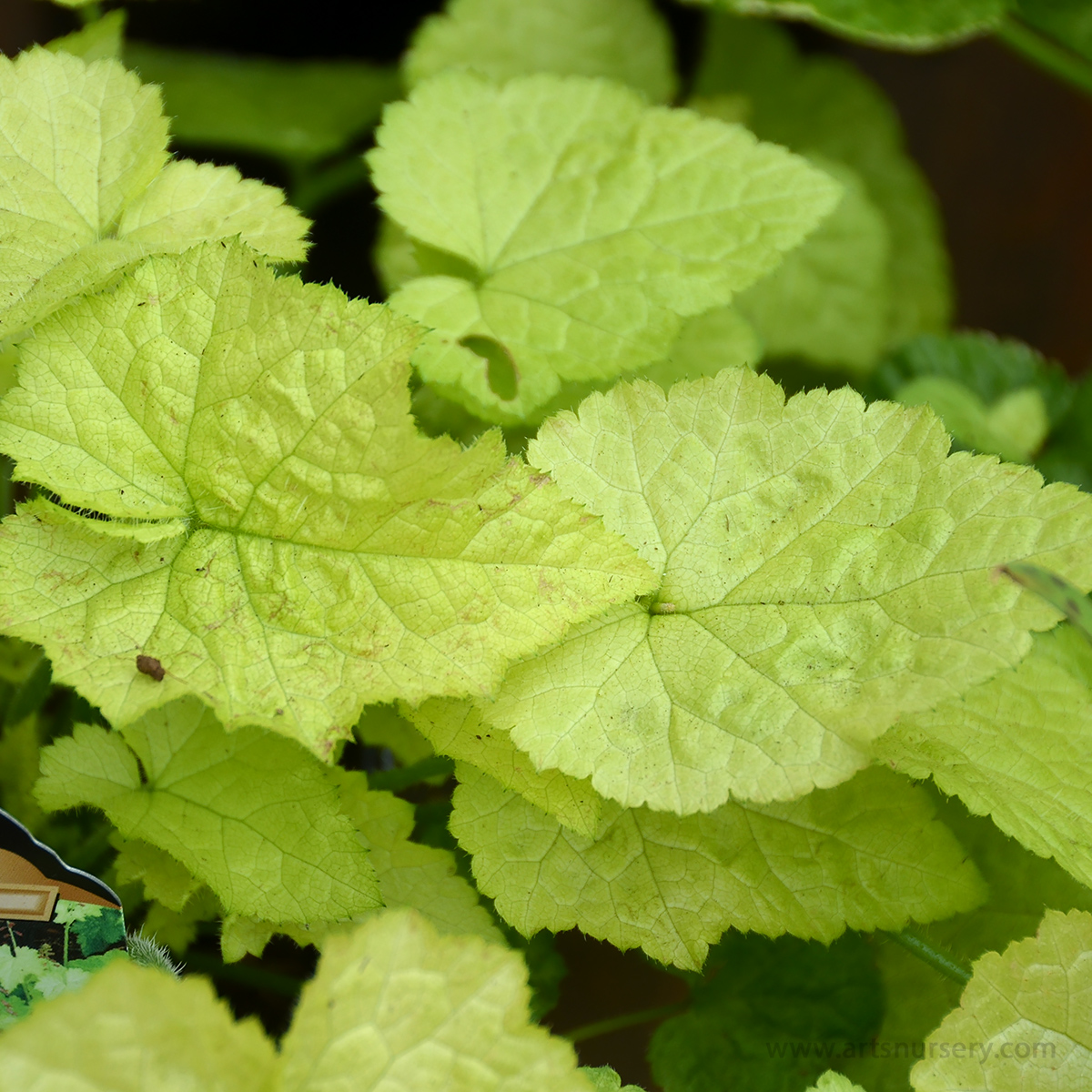 Tolmiea menziesii 'Cool Gold'