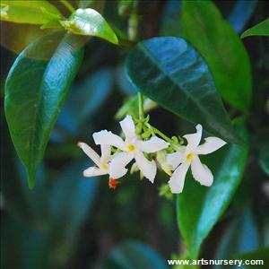 Trachelospermum jasminoides