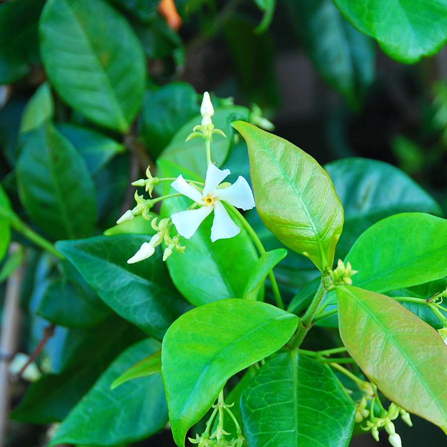 Trachelospermum jasminoides 'Madison'