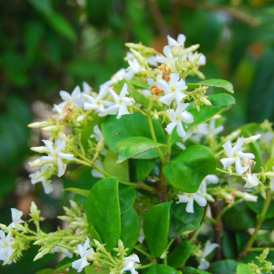 Trachelospermum jasminoides 'Madison' Staked 