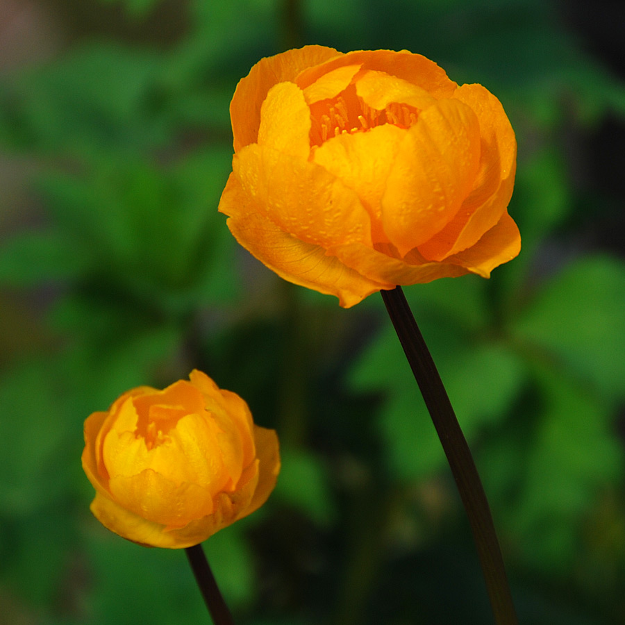 Trollius x cultorum ‘Superbus'