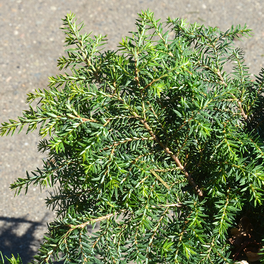 Tsuga canadensis gracilis