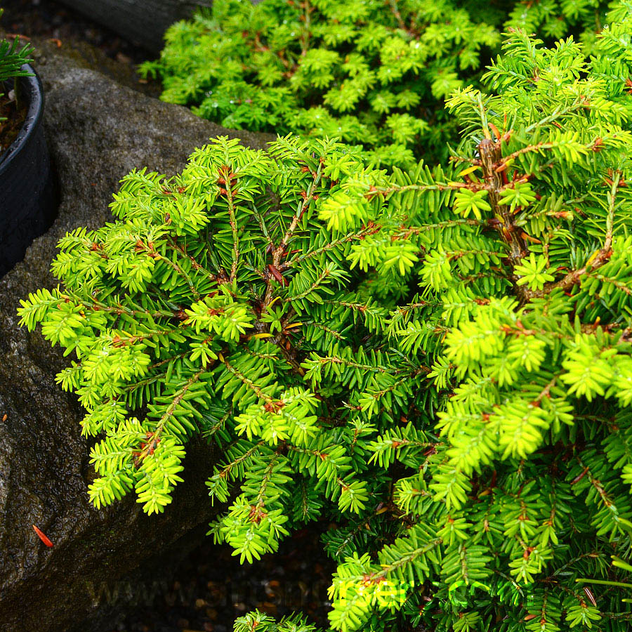 Tsuga canadensis 'Hussi'