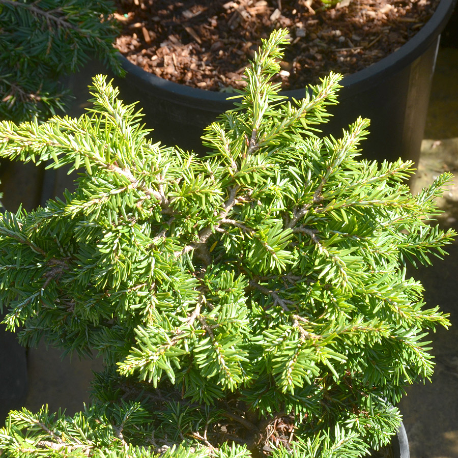 Tsuga canadensis 'Lewisii'