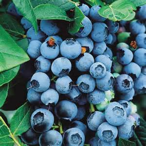 vaccinium_bluecrop.jpg