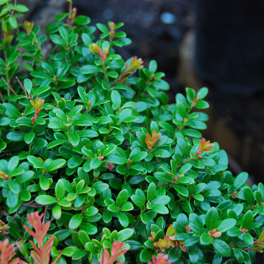 Vaccinium moupinense 