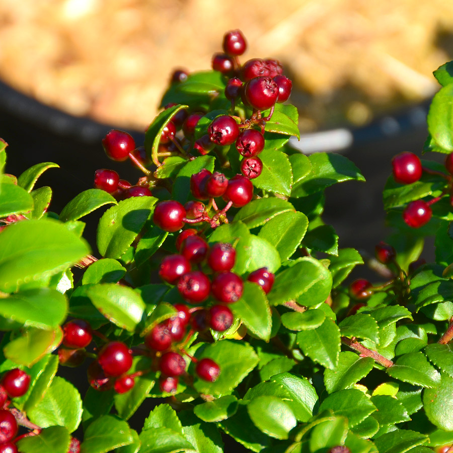 vaccinium_ovatum (3).jpg