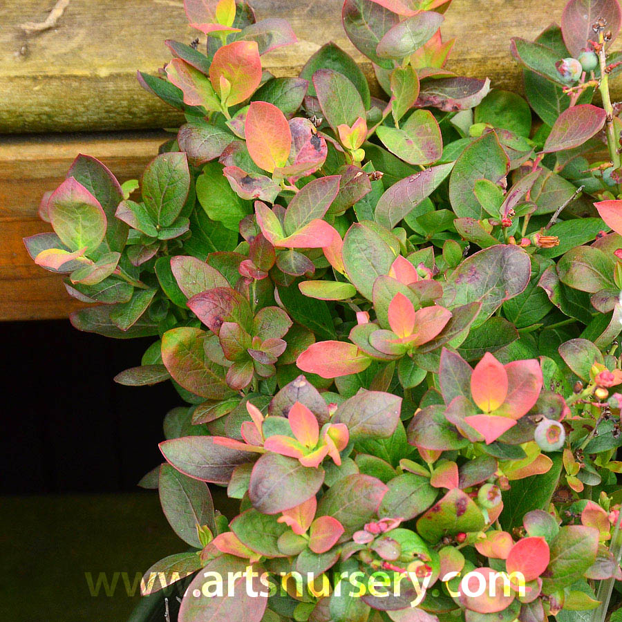 Vaccinium x ‘ZF06-043’ Peach Sorbet