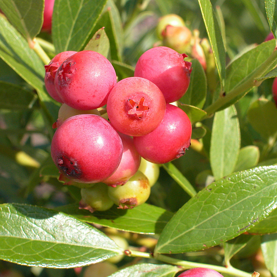 Vaccinium 'Pink Lemonade'