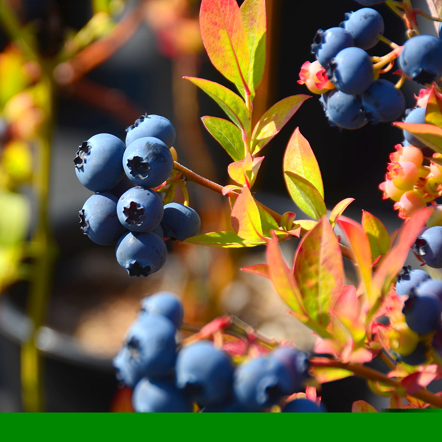 Vaccinium 'Reka'