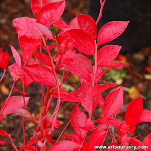 Vaccinium 'Reka'