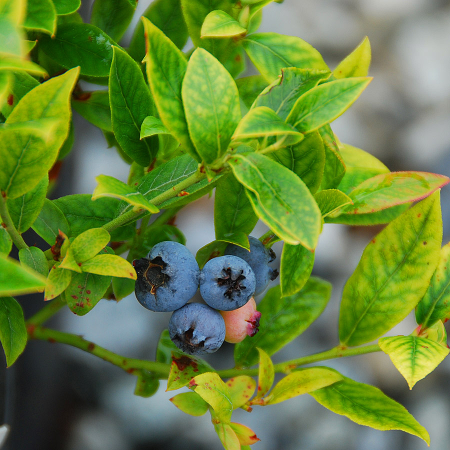 Vaccinium 'Top Hat'