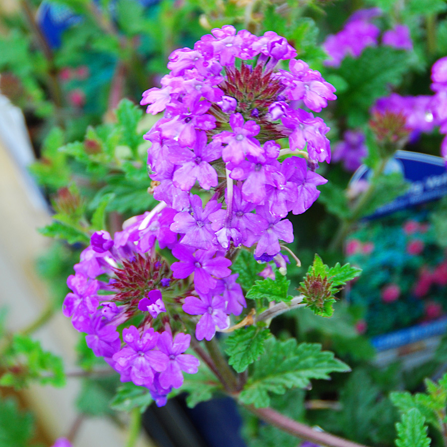 Verbena bonariensis 'Purple Top'