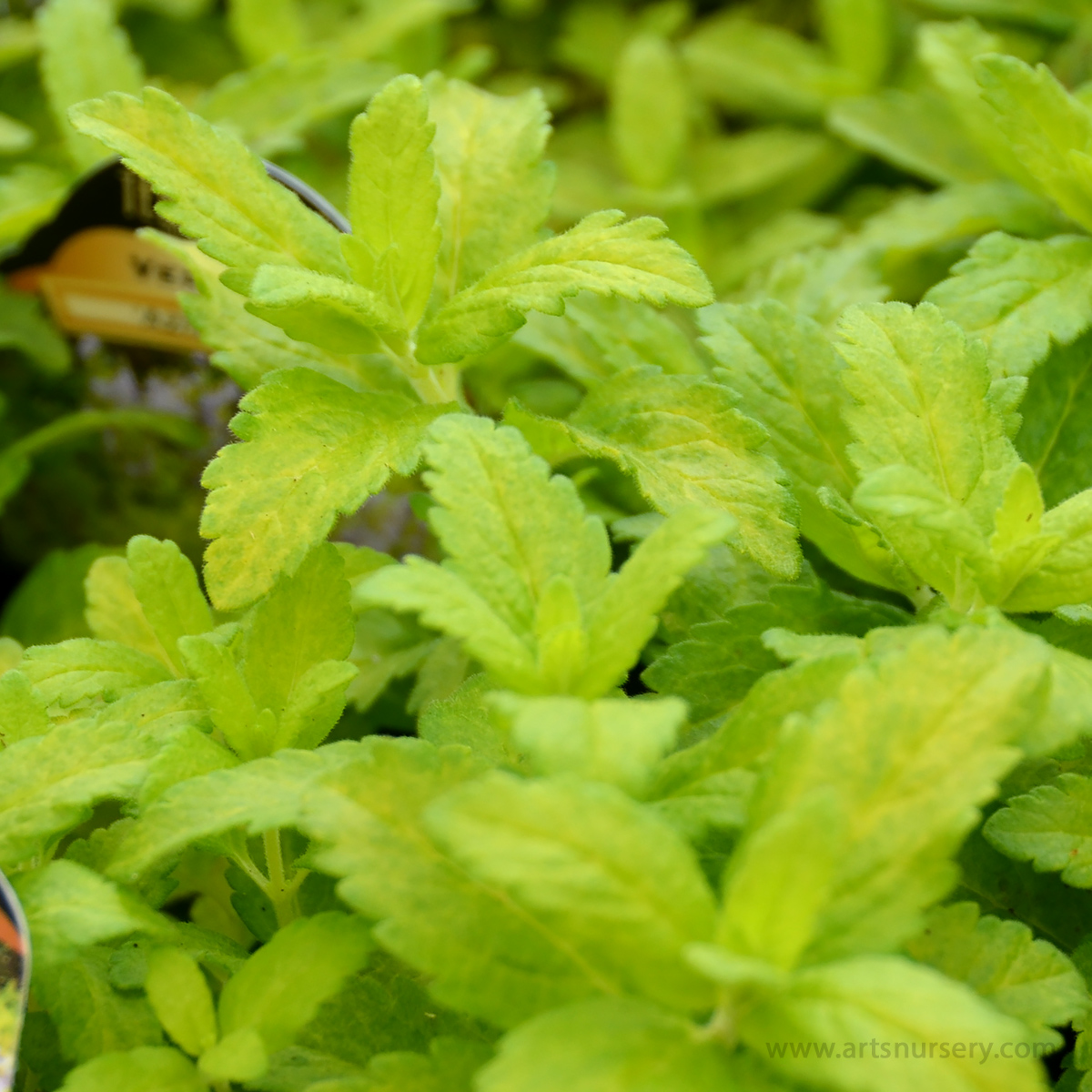 Veronica prostrata 'Aztec Gold'