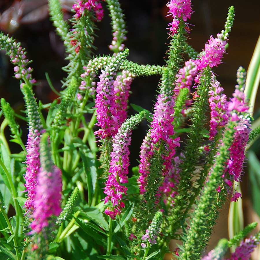 Veronica spicata 'Red Fox'