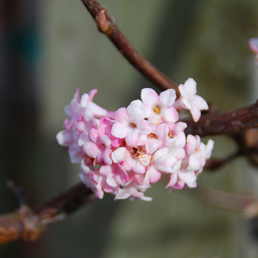 Viburnum bodnatense 'Pink Dawn' 