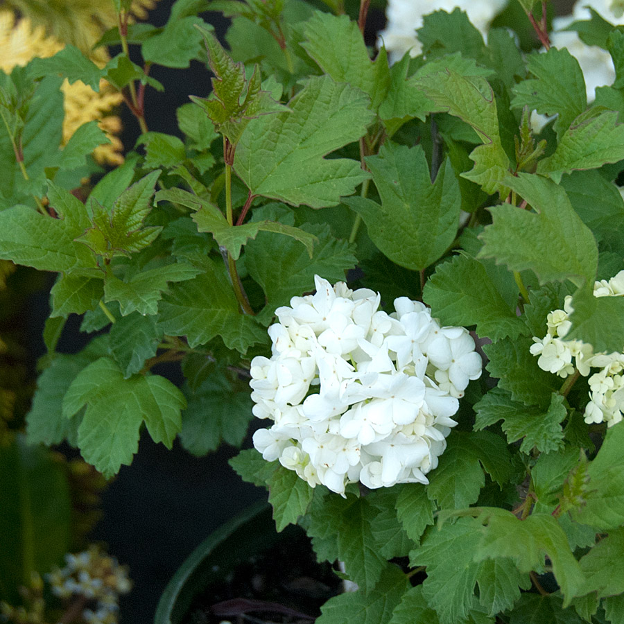 Viburnum opulus 'Sterile'