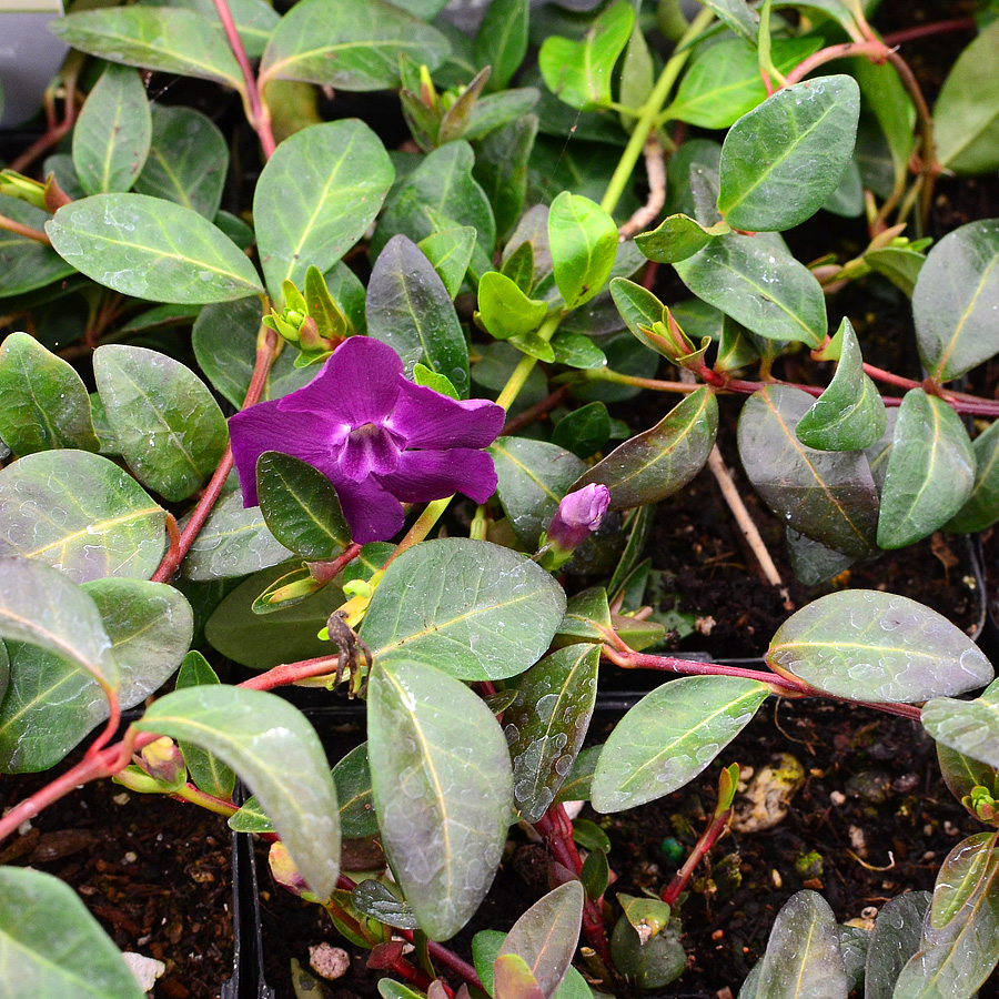 Vinca minor atropurpurea