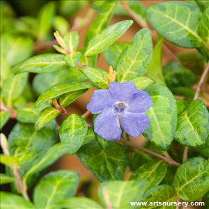 Vinca minor 'VinSid1' Whirlaway