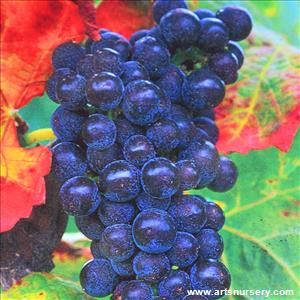 Vitis labrusca 'Fredonia'