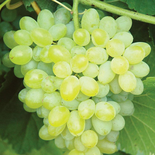 Vitis vinefera 'Interlaken'