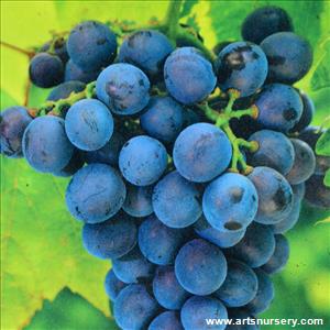 Vitis 'Soverign Coronation'