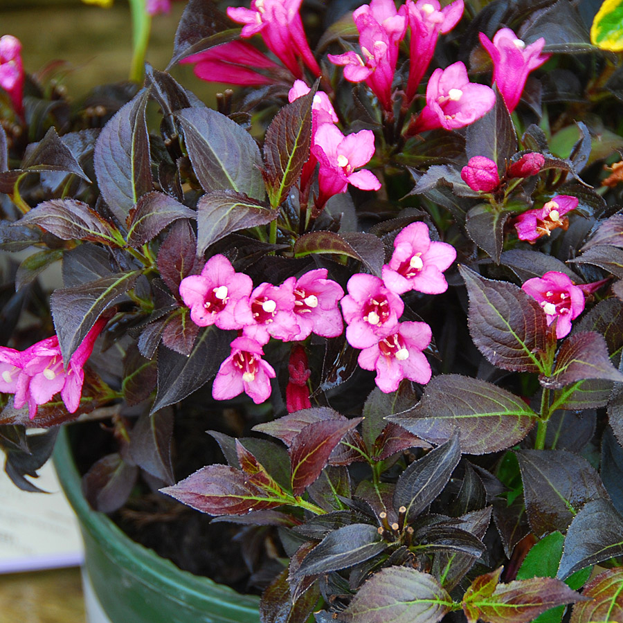 Weigela florida 'Kolsunn' 