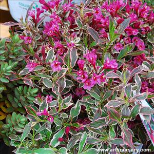 Weigela florida 'My Monet'