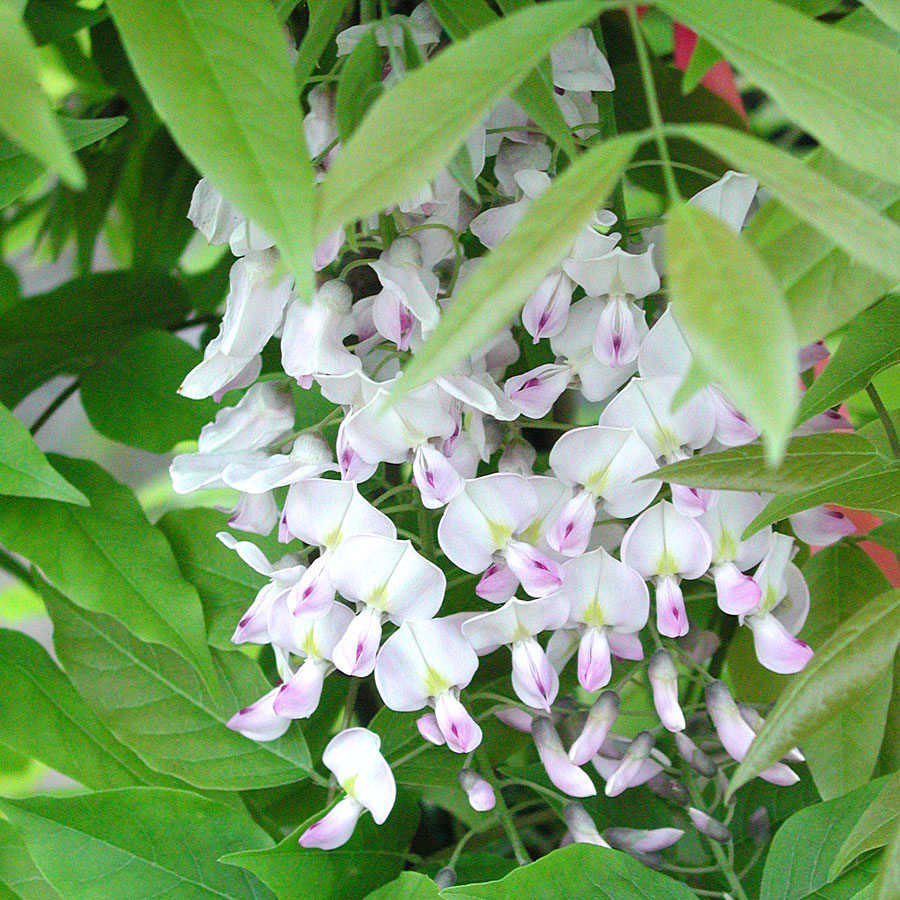 Wisteria rosea 'Honbeni'