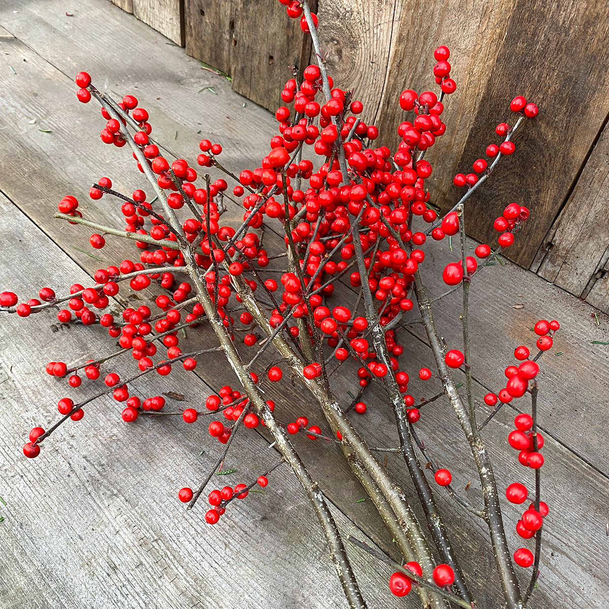 Christmas Greens - Ilex 5 Long Stems