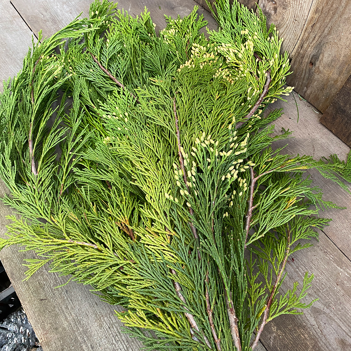 Christmas Greens - Incense Cedar Boughs 