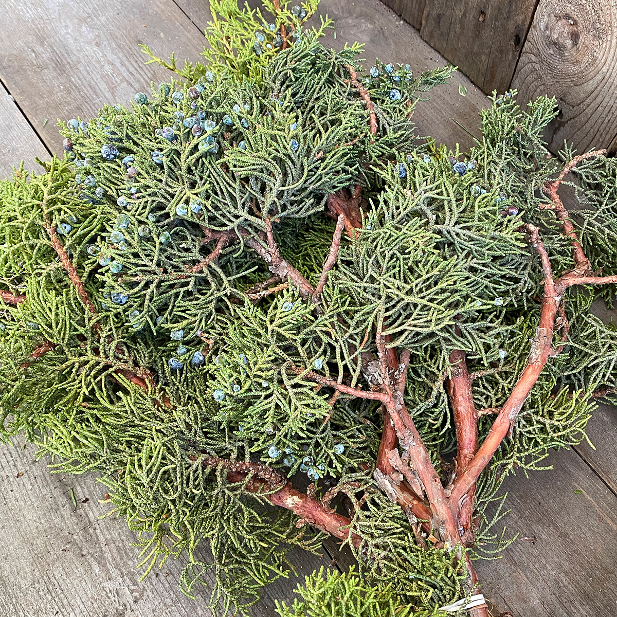 Christmas Greens - Juniper Berried Boughs