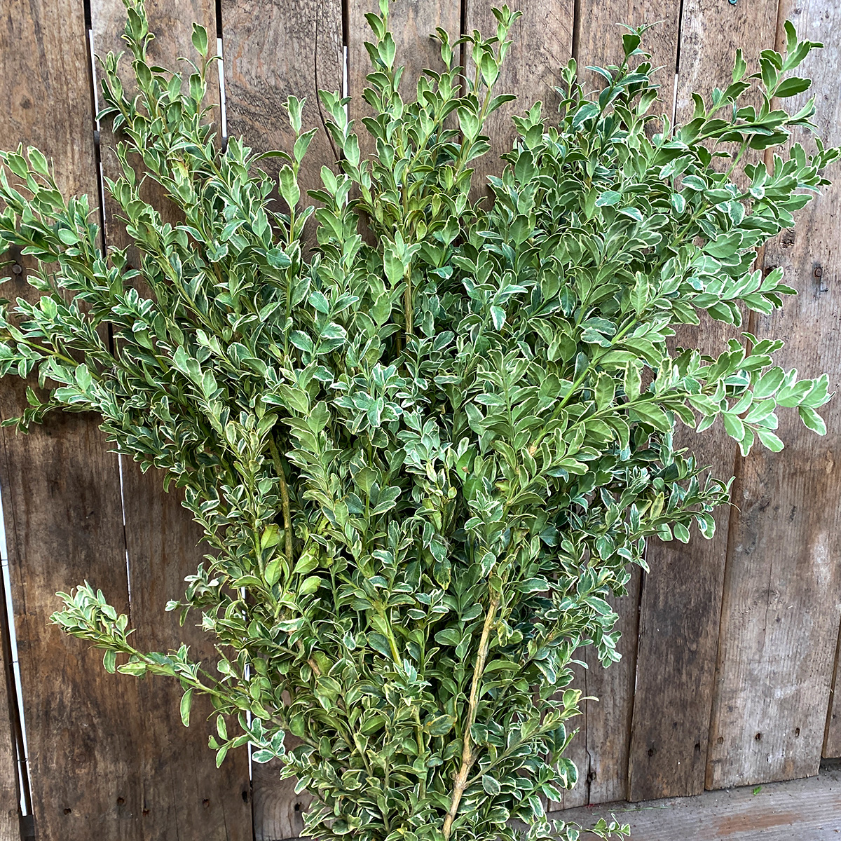 Christmas Greens - Oregonia Boughs