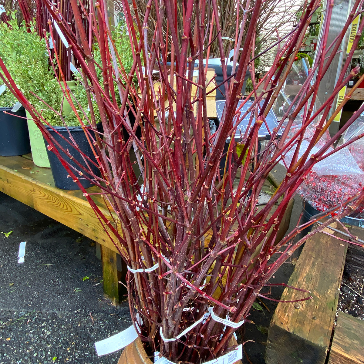 Christmas Greens- Red Maple Branches