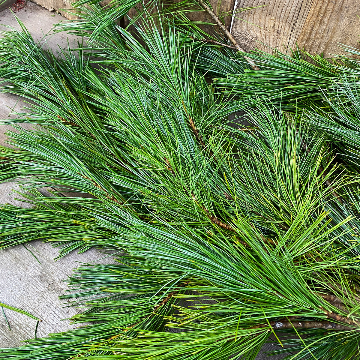 Christmas Greens - White Pine Boughs