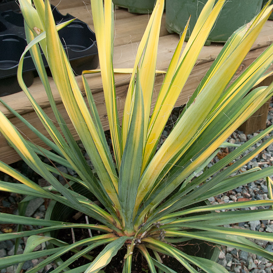 Yucca filamentosa 'Golden Sword' 