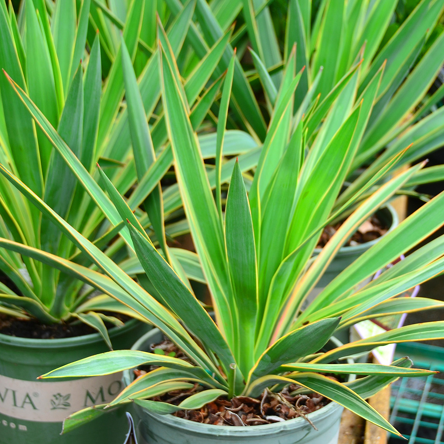 Yucca gloriosa 'Variegata'