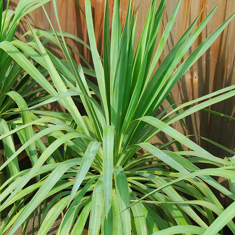 Yucca recurvifolia 'Pendula'